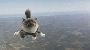 cat-skydiving